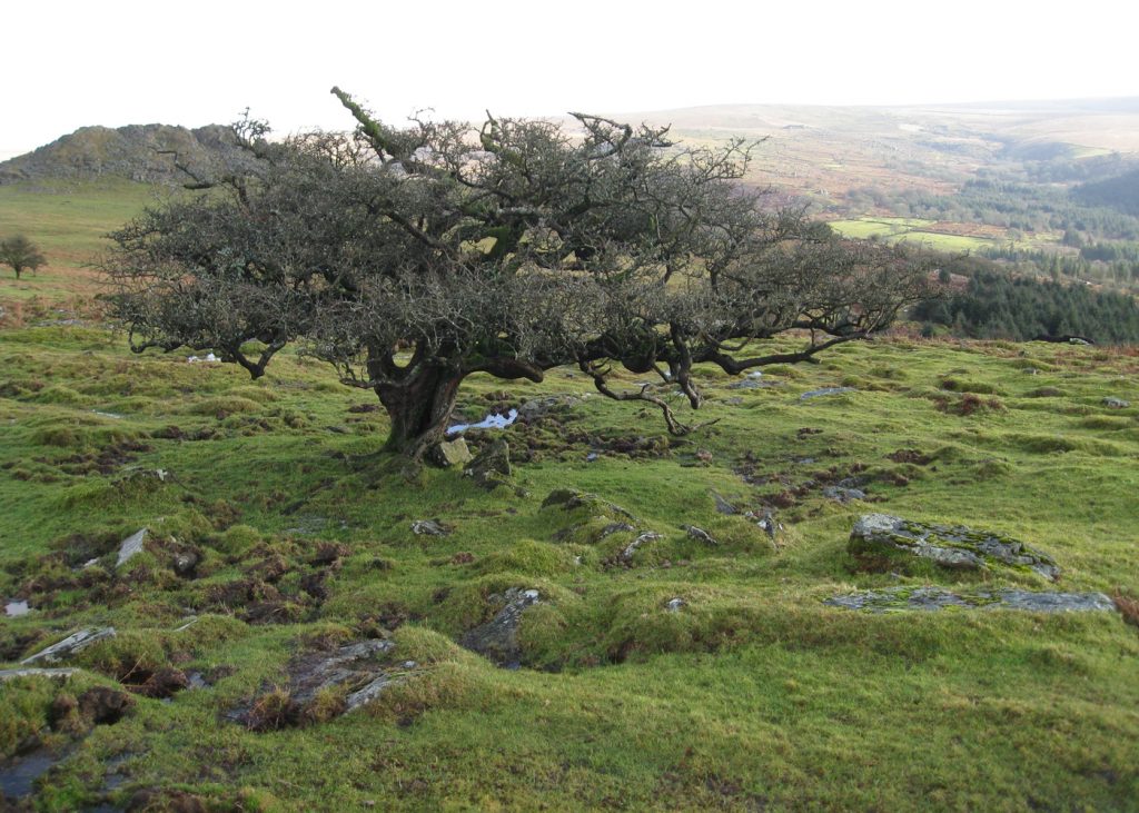 dartmoor_tree | The Bioregional Learning Centre UK